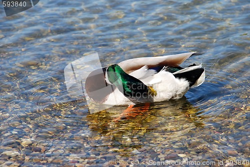 Image of Duck on water - Hygiene