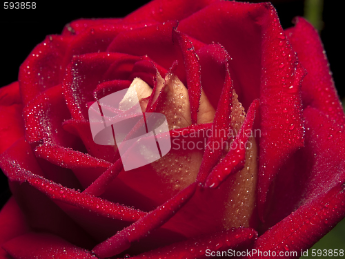 Image of Rose macro