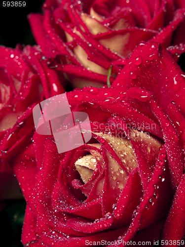 Image of Roses macro