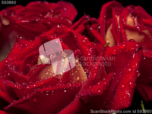 Image of Roses macro