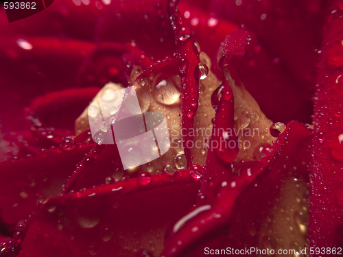 Image of Rose macro