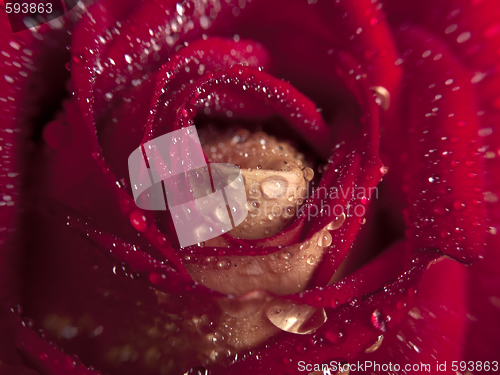 Image of Rose macro