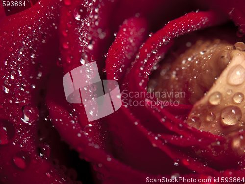 Image of Rose macro