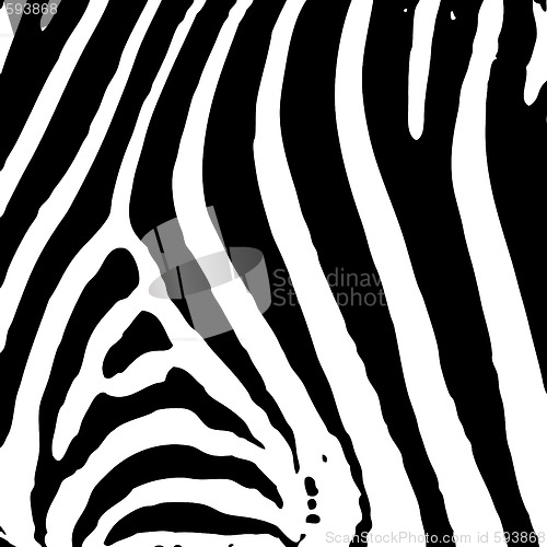 Image of zebra print