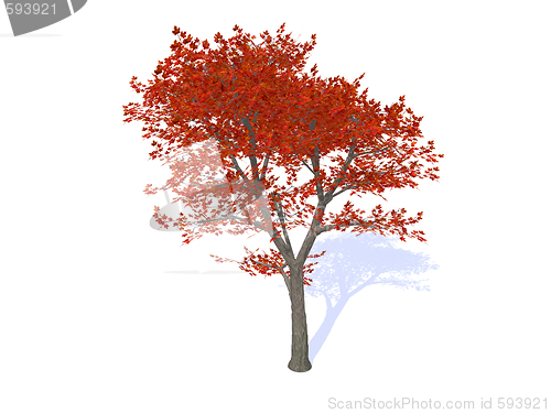 Image of tree