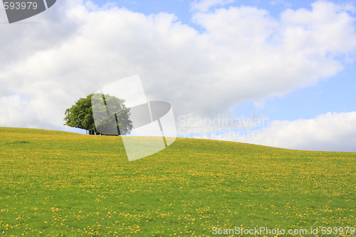 Image of lonely tree