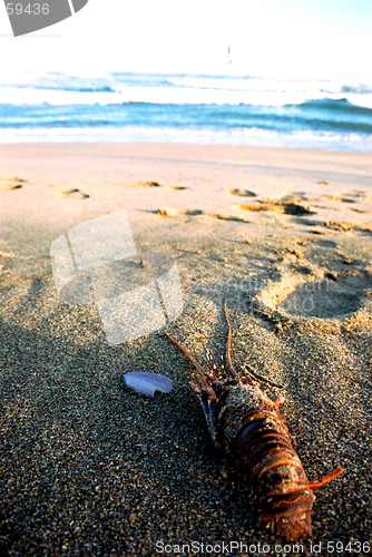 Image of lobster on beach