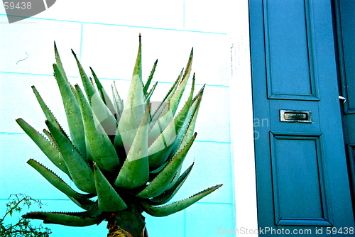 Image of agave & door