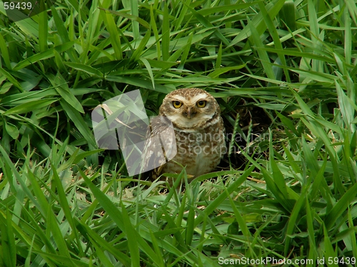 Image of Burrowing Owl