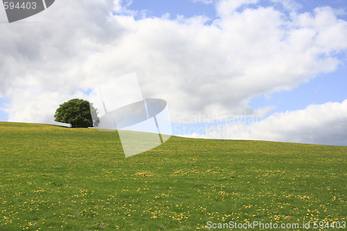 Image of lonely tree