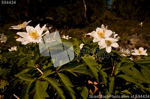 Image of wood anemones