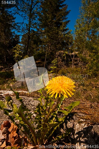 Image of dandelion