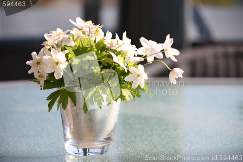 Image of Anemone nemorosa