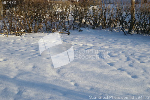 Image of Winter garden