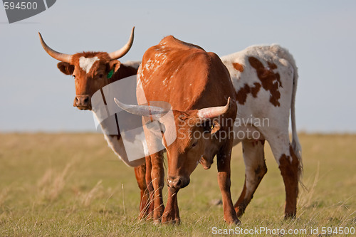 Image of Long-Horned Cattle