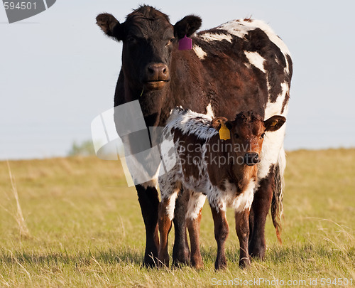 Image of Cow and Calf