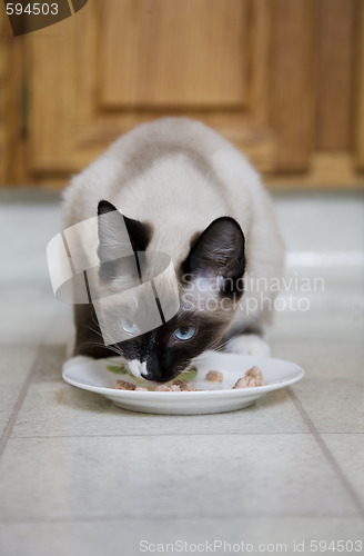 Image of Cat With Catfood