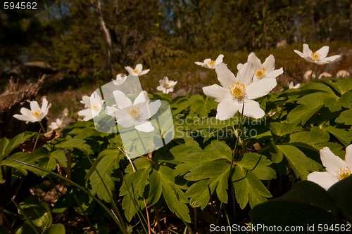 Image of wood anemones