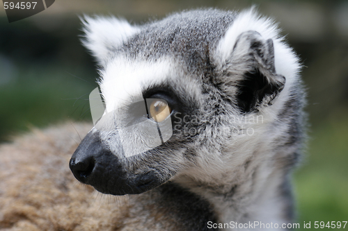 Image of monkey lemur