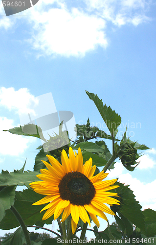 Image of sunflower