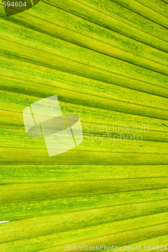 Image of green background