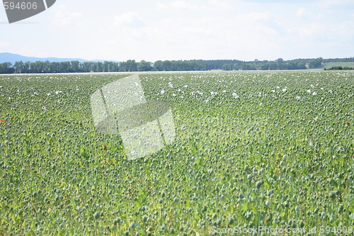 Image of poppy field