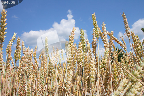 Image of golden corn 