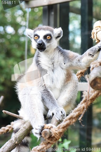 Image of monkey lemur