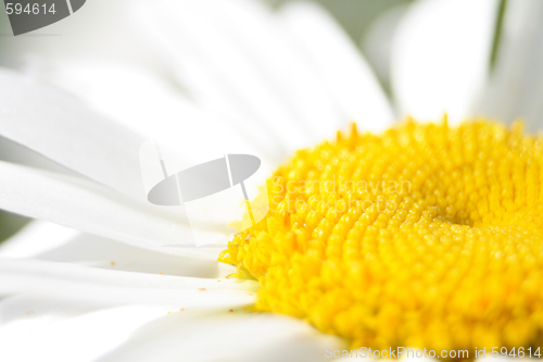 Image of floral background