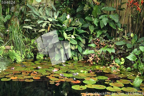 Image of jungle background