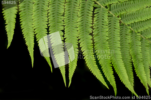 Image of green background