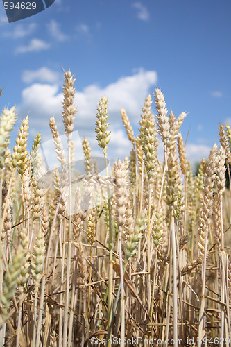 Image of golden corn 