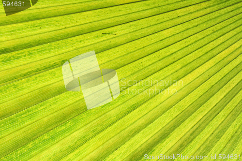 Image of green background