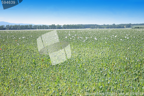 Image of poppy field