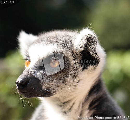 Image of monkey lemur