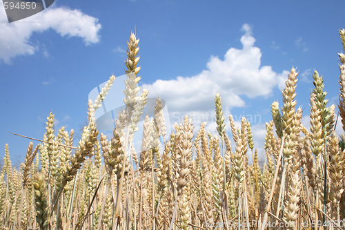 Image of golden corn 