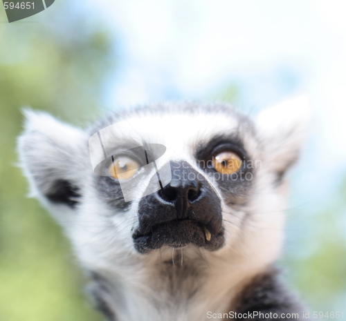 Image of monkey lemur