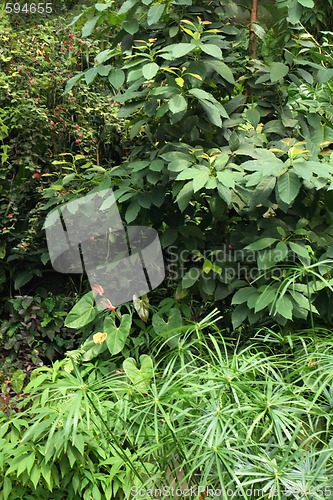 Image of jungle background