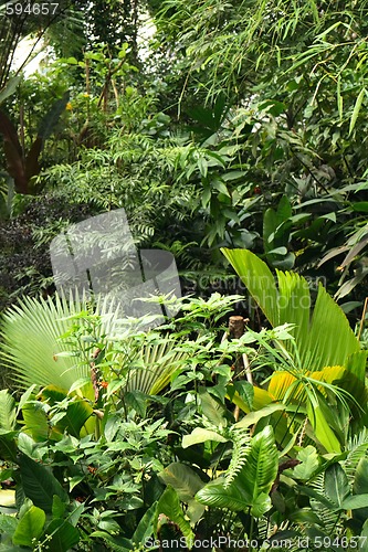 Image of jungle background