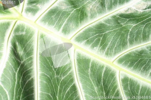 Image of leaf background