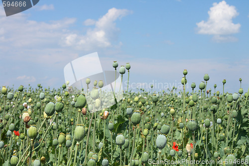 Image of poppy field