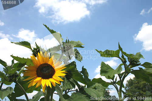 Image of sunflower