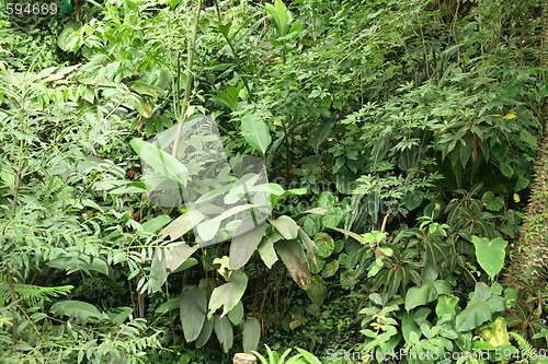 Image of jungle background