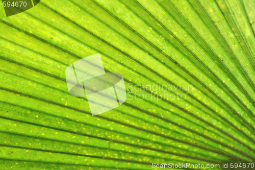 Image of green background