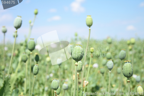 Image of poppy field