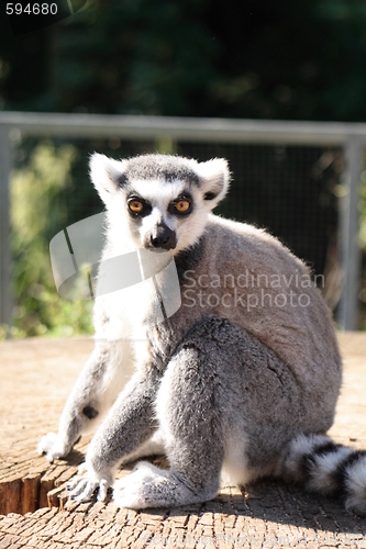 Image of moneke lemur