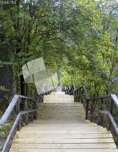 Image of Wooden stairs between the trees