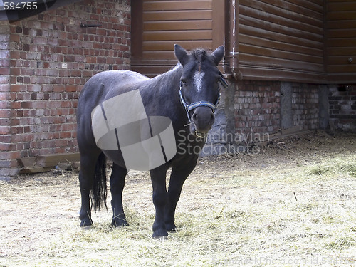 Image of Black pony