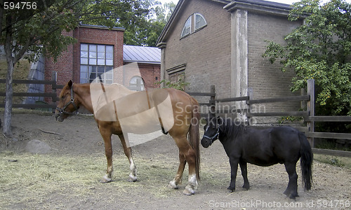 Image of Horse and pony