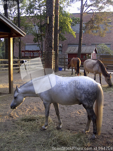 Image of A white horse eating